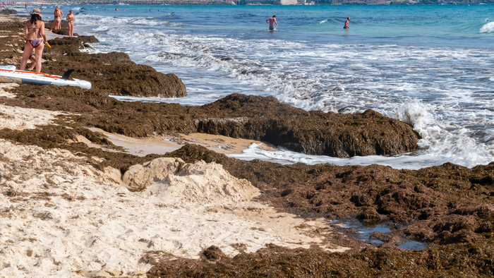 A beach covered in brown algae