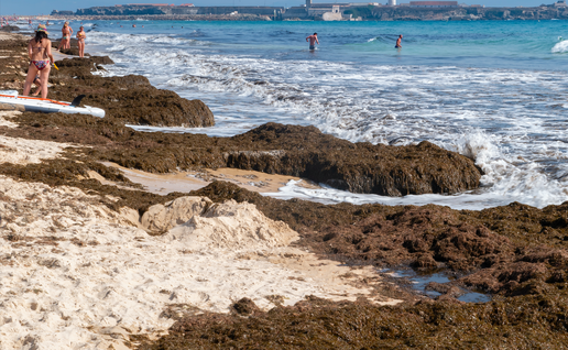 A beach covered in brown algae