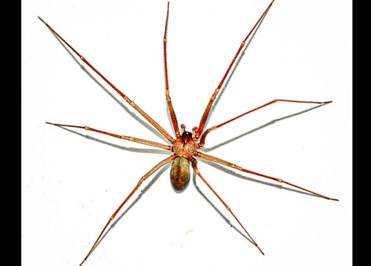 British resident bitten by recluse spider in Mallorca sparks debate on medical misidentification of bites