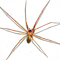 A Loxoceles rufescens, (mediterranean recluse spider)