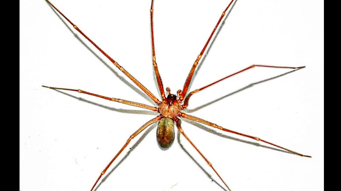 A Loxoceles rufescens, (mediterranean recluse spider)