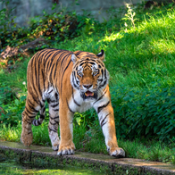 Tiger by the side of a lake