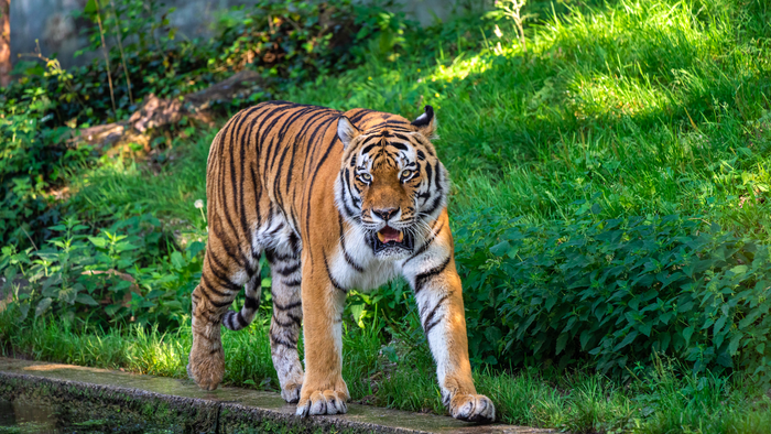 Tiger by the side of a lake