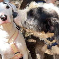 Dogs at Triple A animal shelter