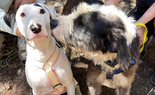 Dogs at Triple A animal shelter