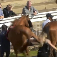 Violent and shocking side kick at stable hand.