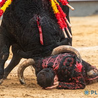 A man on the floor with a bull ramming him down