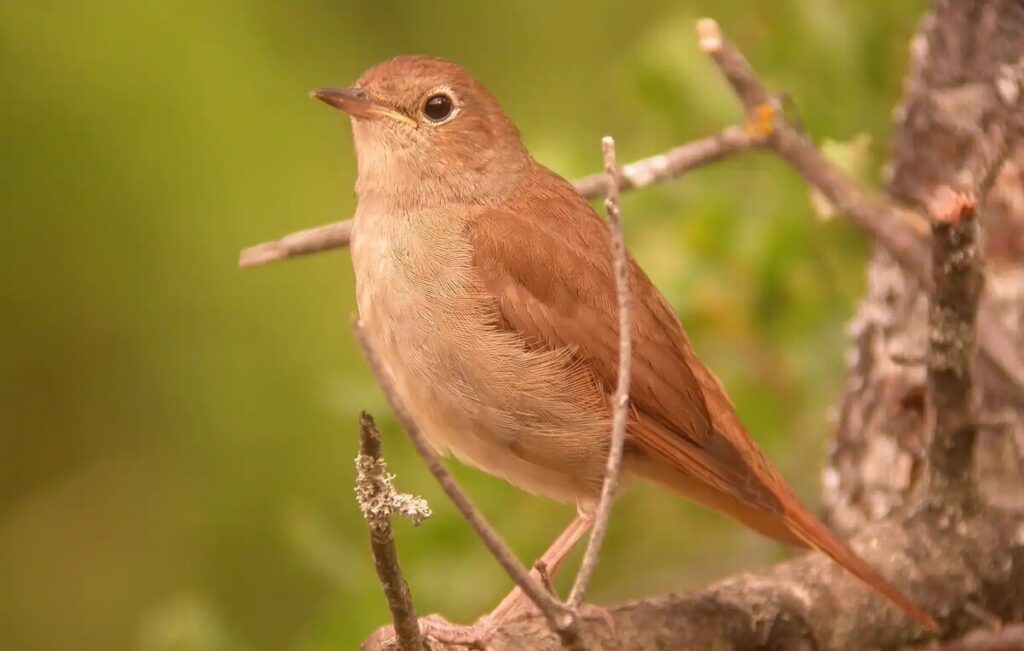 common nightingale in malaga