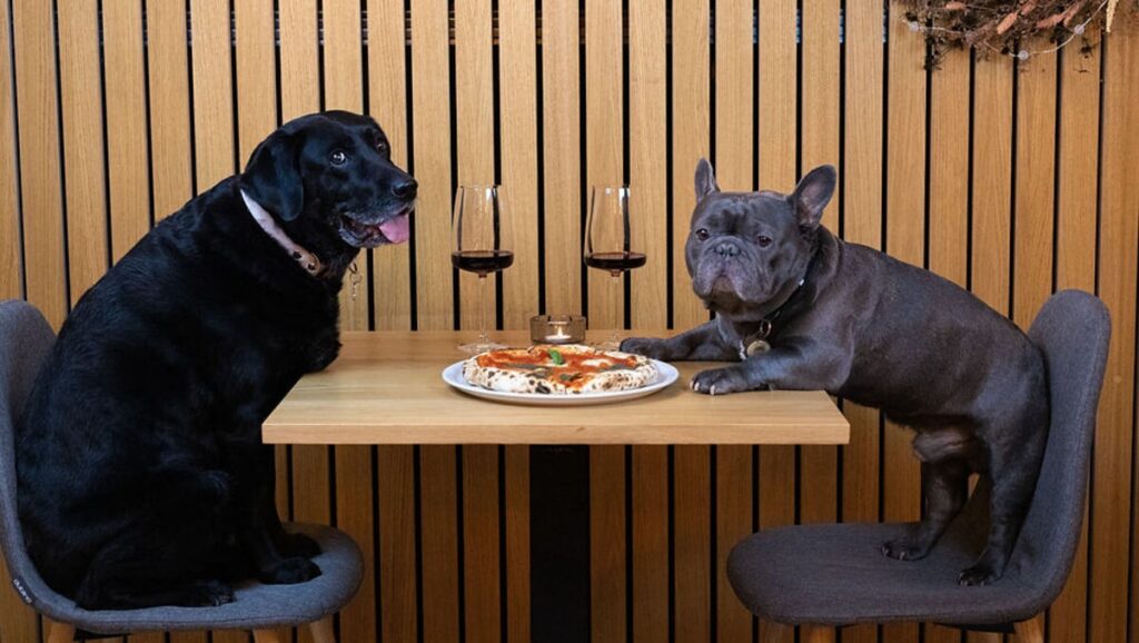 Dog turned away at a bar in Spain? The sign they’re supposed to show you and why most don’t