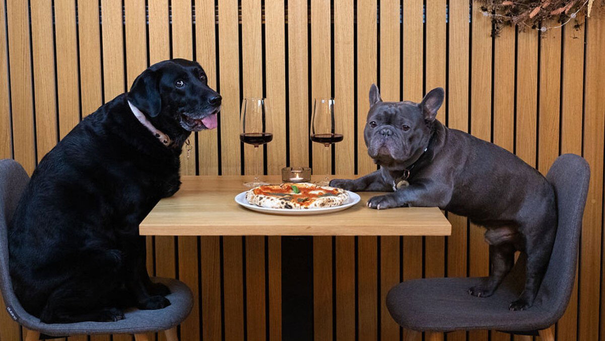 Dog turned away at a bar in Spain? The sign they’re supposed to show you and why most don’t