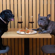 Dogs in restaurants laws in Spain