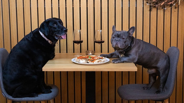 Dogs in restaurants laws in Spain
