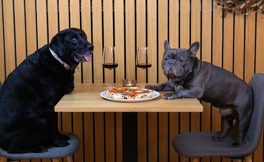 Dogs in restaurants laws in Spain