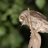 European scops owl eats insects