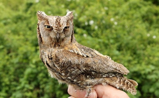 European scops owl eats insects