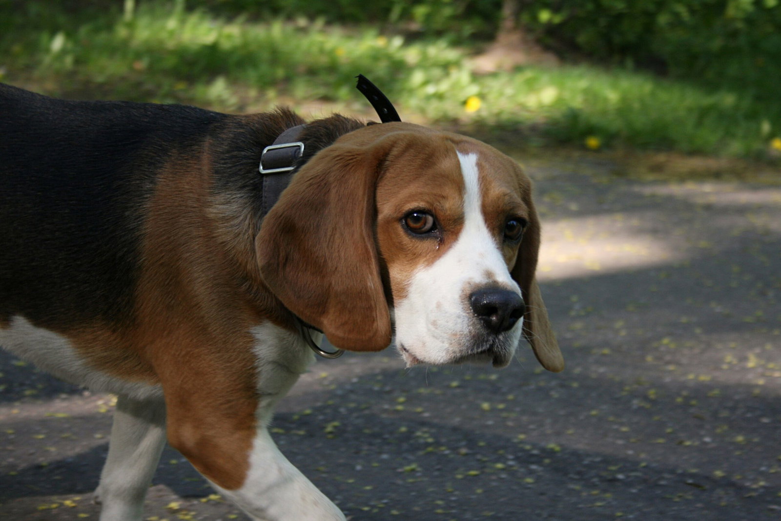 Solidarity Walk With Animals Returns To Almoradi For Seventh Edition