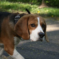 A beagle on a walk.