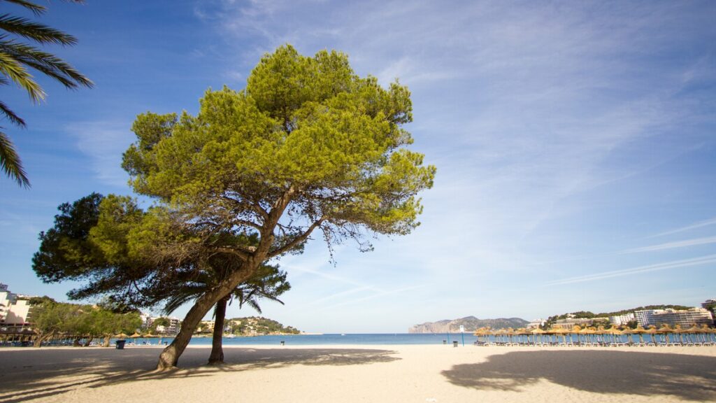 British tourist survives dramatic sea rescue at Santa Ponsa beach