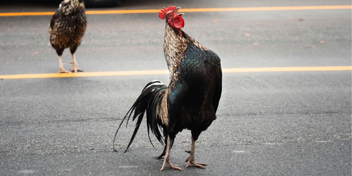 No Crow Zone! Spain City Bans Roosters After Noise Complaints Spark Neighbour Row