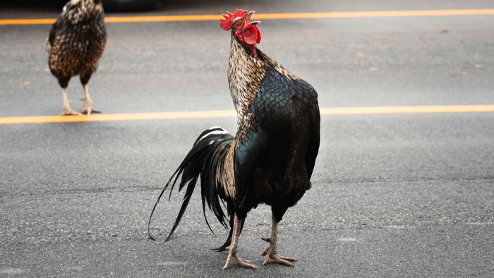 Roosters Banned in Gandia