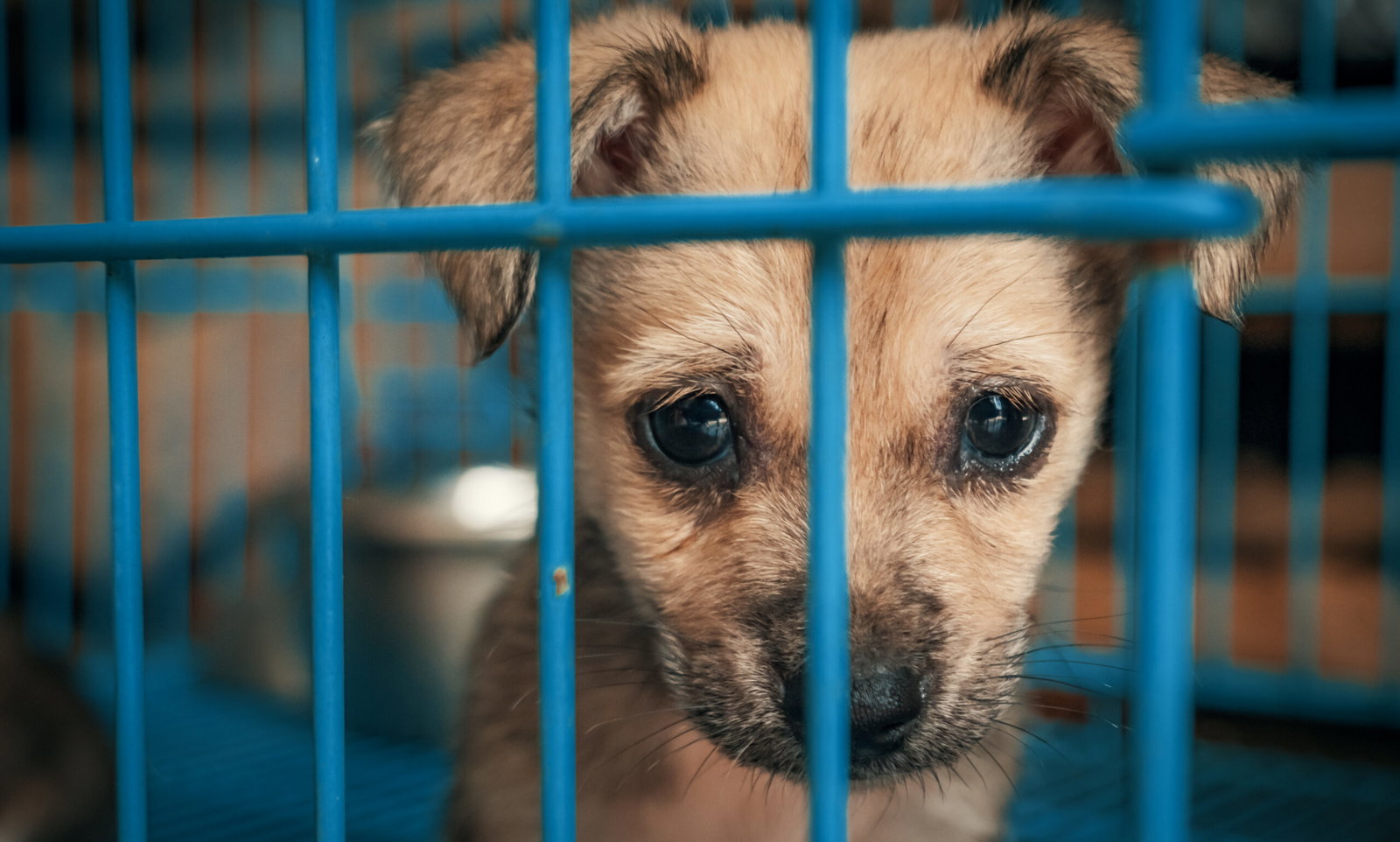 Spain takes historic step with €4 million animal welfare fund for shelters and cat colonies