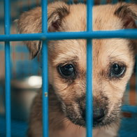Puppy looking at the camera from behind bars of a cage