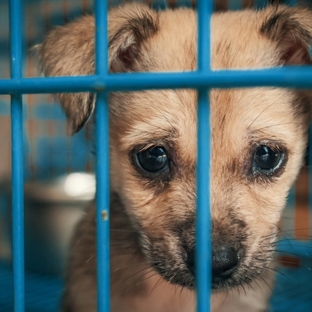 Puppy looking at the camera from behind bars of a cage