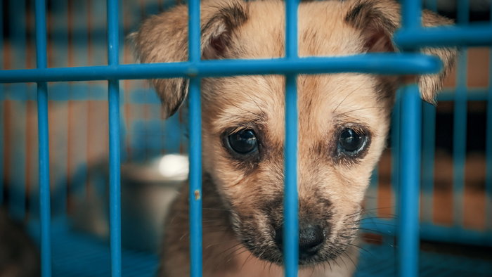 Puppy looking at the camera from behind bars of a cage