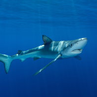 Blue shark