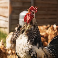 Roosters.