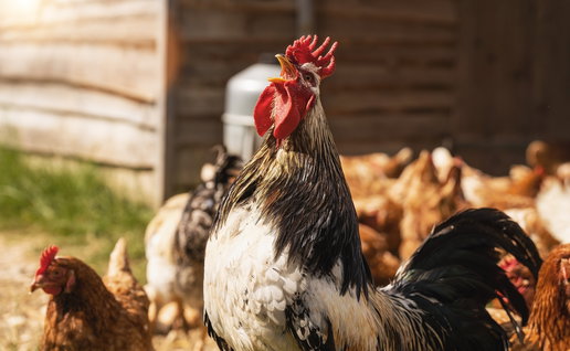 Roosters.