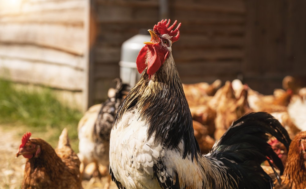 Spanish streets, strutting chickens!