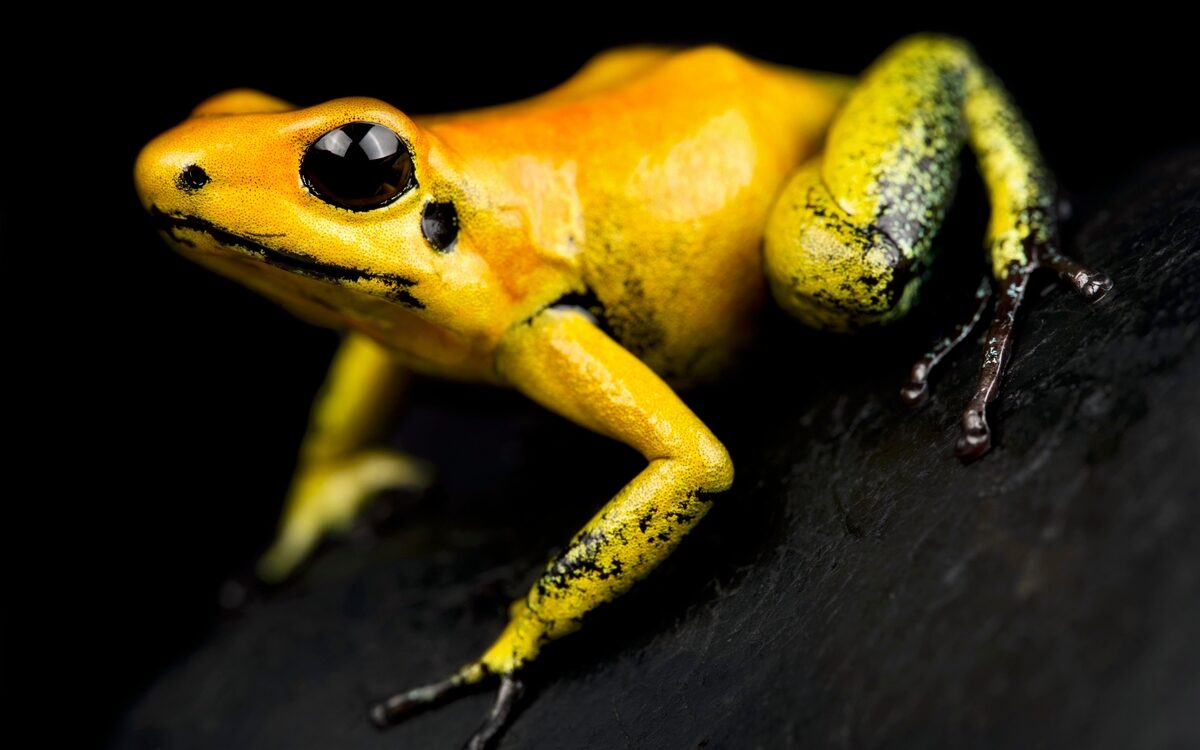 Call of nature: Poison dart frogs found in Schiphol Airport toilet