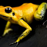 Extremely poisonous dart frog.