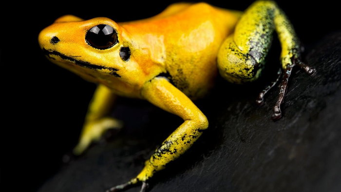 Extremely poisonous dart frog.