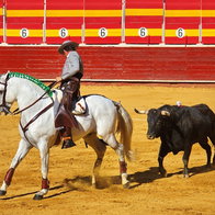 A rider on a white horse guides a bull through the sandy arena, with colorful bullring walls in the background. The rider maintains control while the bull follows closely behind;