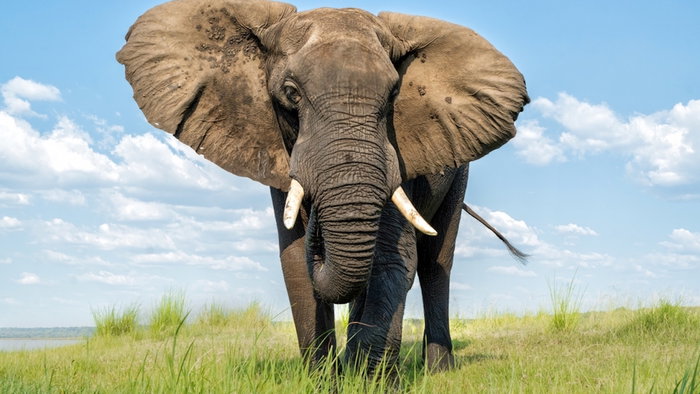 African elephant