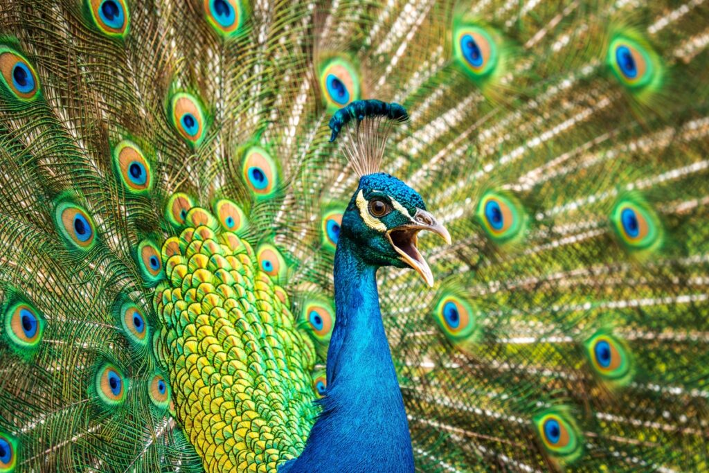 Wild peacocks overrun tiny Italian village intimidating locals and terrifying children