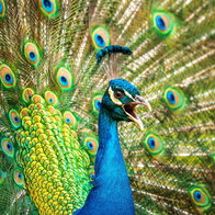 Screeching peacock.