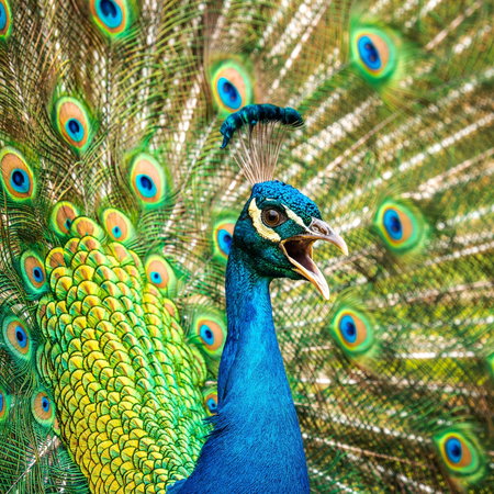 Screeching peacock.