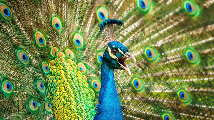 Screeching peacock.