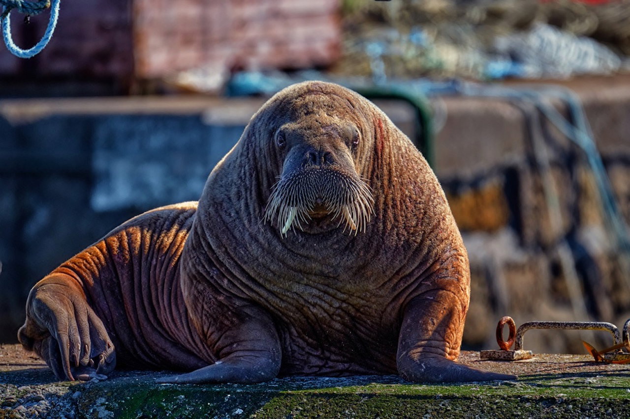 Magnus The Walrus Is Having Quite The European Holiday. Next Stop: Norway