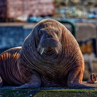 Magnus the Walrus Hopeman Harbour