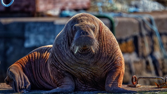 Magnus the Walrus Hopeman Harbour