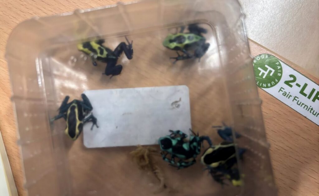 Tiny, but deadly. Poison dart frogs.