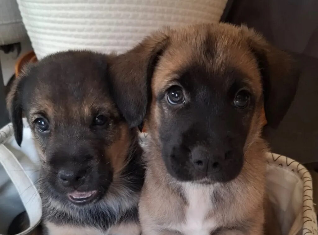 Piercings for Puppies: A Unique Charity Tattoo and Piercing Event in El Campello
