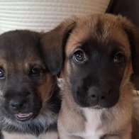 Two rescues from the centre.