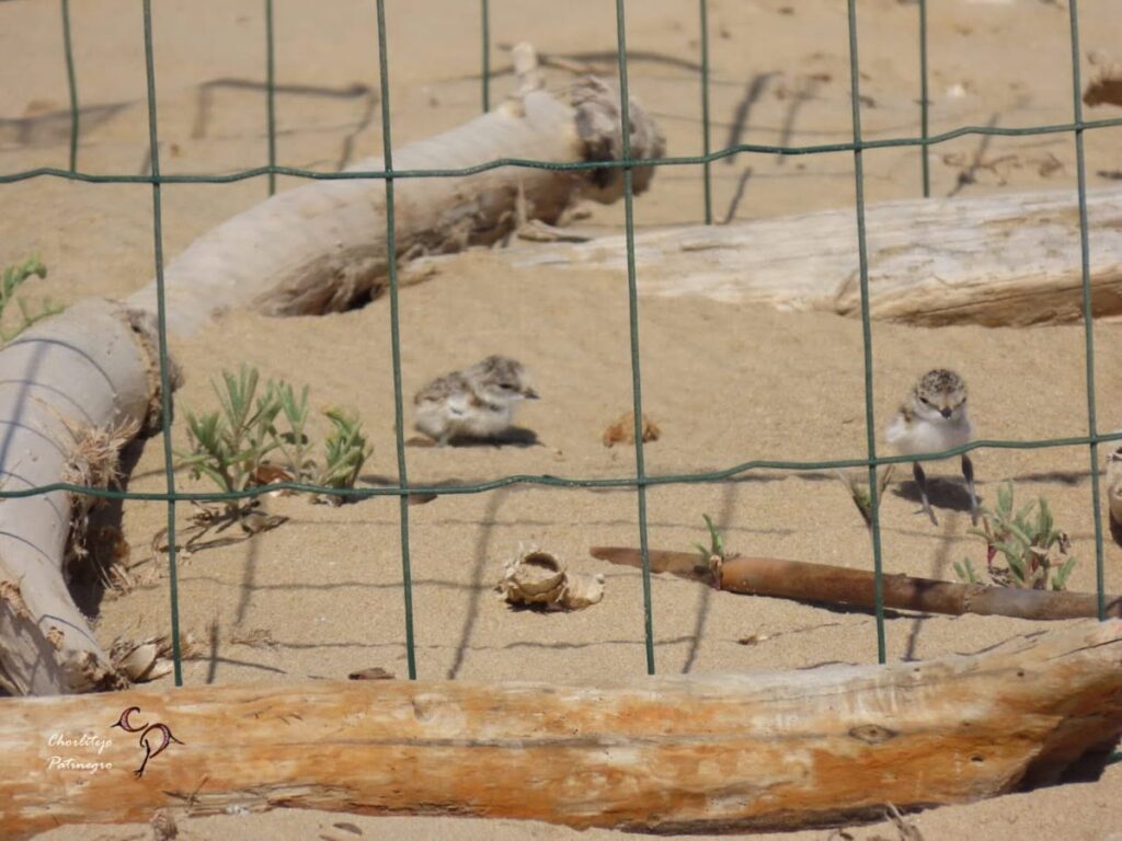 Community effort helps protect vulnerable beach-nesting birds on the Costa Blanca