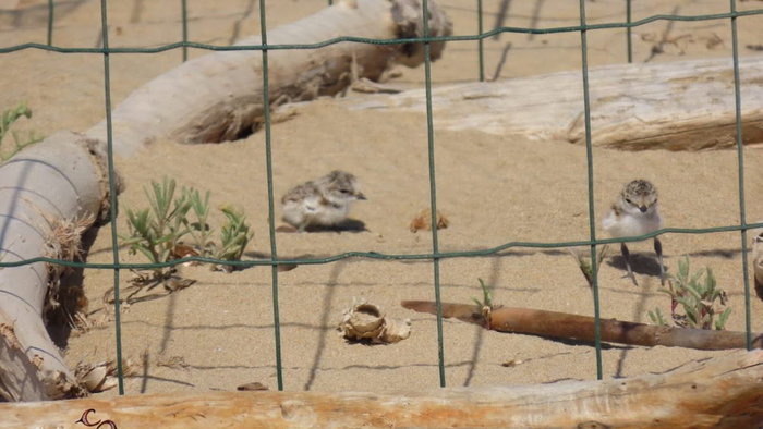 Community effort helps protect vulnerable beach-nesting birds on the Costa Blanca.