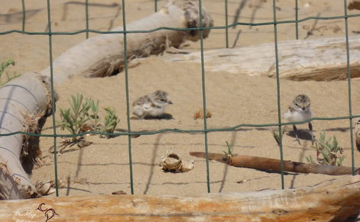 Community effort helps protect vulnerable beach-nesting birds on the Costa Blanca.